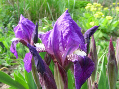 Iris aphylla DSCN6337.JPG