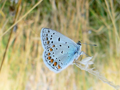 Vogelwickenbläuling (3).JPG