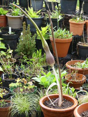2020-05-01 Sauromatum venosum.jpg