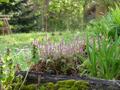 2020-05-01 Tiarella 'Sky Rocket' 1.jpg