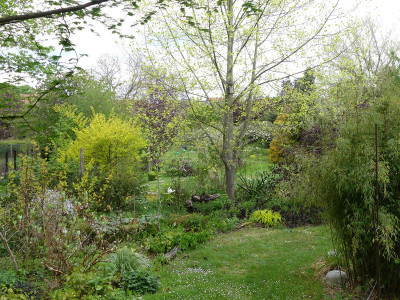2020-05-01 Garteneinblick 12.jpg