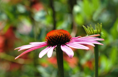 Echinacea_1_22-07-2007.jpg
