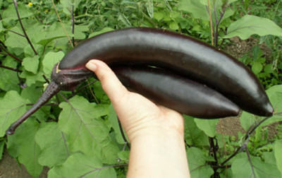 A2_Don_Kichot_v.jpg