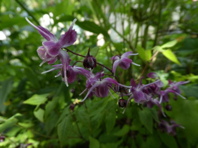 Epimedium grandiflorum 'Rubinkrone' 200501.JPG