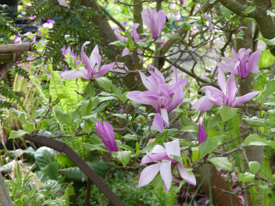 2020-05-01 Magnolia 'Betty'.jpg