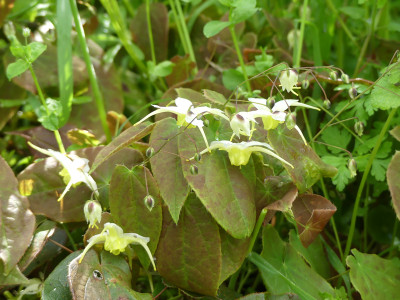 2020-05-01 Epimedium 'Egret'.jpg