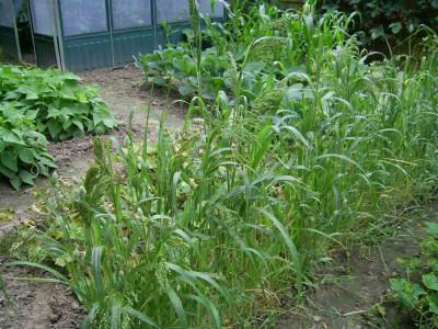 2007-08-07-garten1.jpg