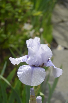 D5590.JPG