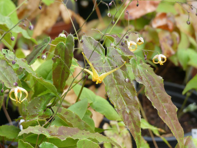2020-05-02 Epimedium 'Gold Fountain' 1.jpg