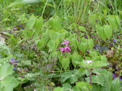 2020-05-02 Epimedium 'Benichidori' 1.jpg