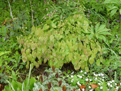 2020-05-02 Epimedium 'Black Sea' 1.jpg