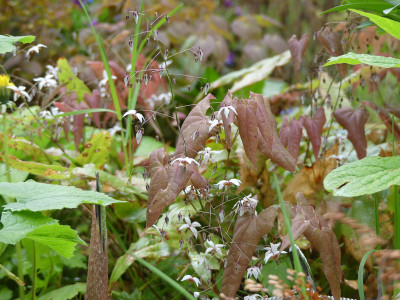 2020-05-02 Epimedium 'Blütentanz' 1.jpg