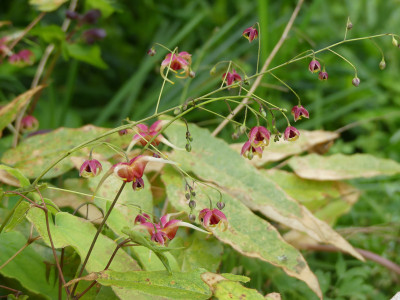 2020-05-02 Epimedium 'Maeglin' 1.jpg