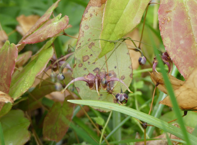 2020-05-02 Epimedium 'Stormcloud' 2.jpg