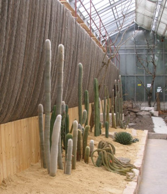 comp_HBV_2005-06-06_sukkulentenausstellung_1.jpg