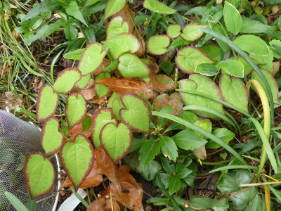 2020-05-02 Epimedium 'Candy Hearts' 1.jpg