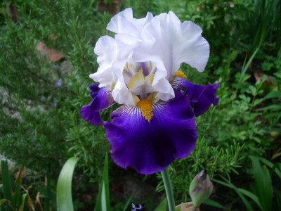IMGP6085.JPG