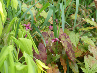 2020-05-02 Epimedium 'William Stearn' 1.jpg