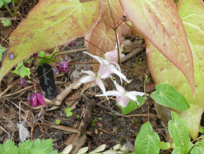 2020-05-02 Epimedium 'Perrine's White' 2.jpg