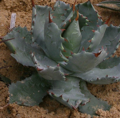 comp_HBV_2005-06-06_agave_potatorum..jpg