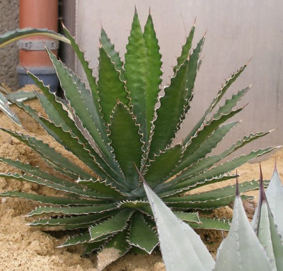 comp_HBV_2005-06-06_agave_sp.jpg