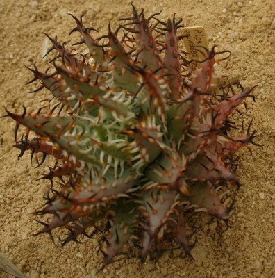comp_HBV_2005-06-06_aloe_erinacea.jpg