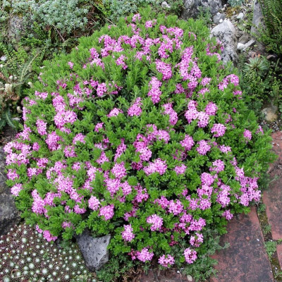 Daphne cneorum pygmaea 02.05.20.JPG