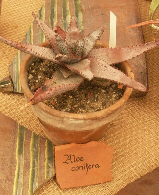comp_HBV_2006-04-23_aloe_conifera.jpg
