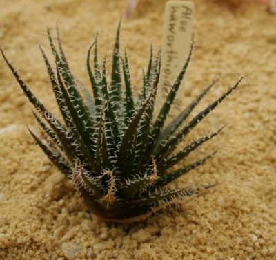 comp_HBV_2005-06-06_aloe_haworthioides.jpg