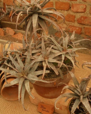 comp_HBV_2006-04-23_aloe_parvula.jpg