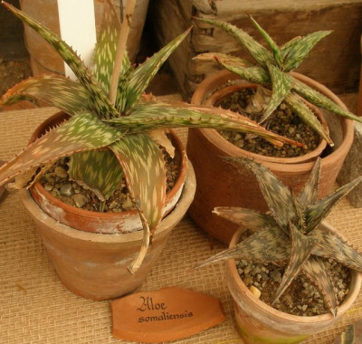 comp_HBV_2006-04-23_aloe_somaliensis.jpg