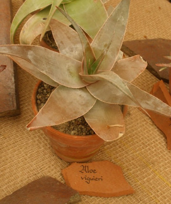 comp_HBV_2006-04-23_aloe_viguieri.jpg