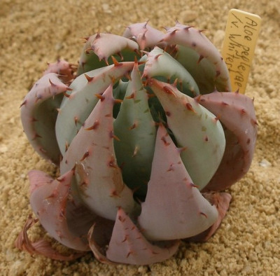 comp_HBV_2005-06-06_aloe_peglerae3.jpg