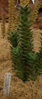 comp_HBV_2005-06-06_astroloba_aspera.jpg