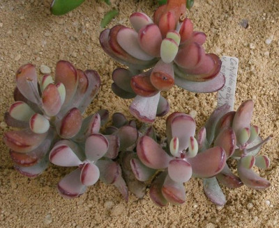 comp_HBV_2005-06-06_cotyledon_orbiculatus.jpg