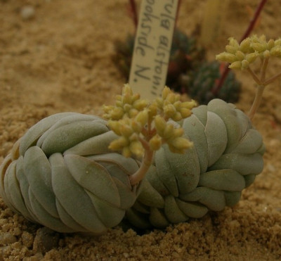 comp_HBV_2005-06-06_crassula_alstonii.jpg