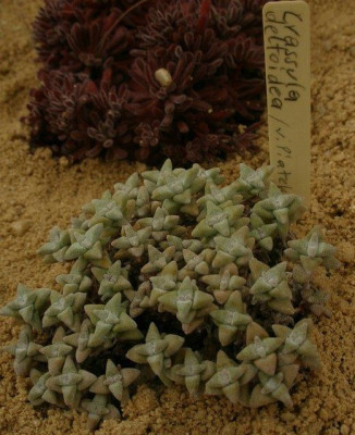 comp_HBV_2005-06-06_crassula_deltoides.jpg