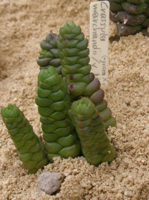 comp_HBV_2005-06-06_crassula_marchandii.jpg