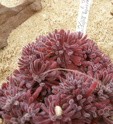 comp_HBV_2005-06-06_crassula_pubescens.jpg