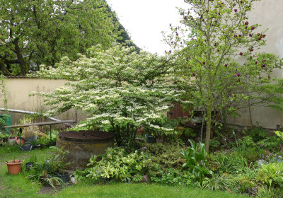 2020-05-02 Viburnum 'Mariesii'.jpg