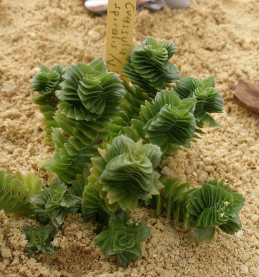 comp_HBV_2005-06-06_crassula_spiralis.jpg