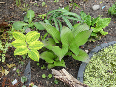 2020-05-02 Hosta 'First Blush'.jpg