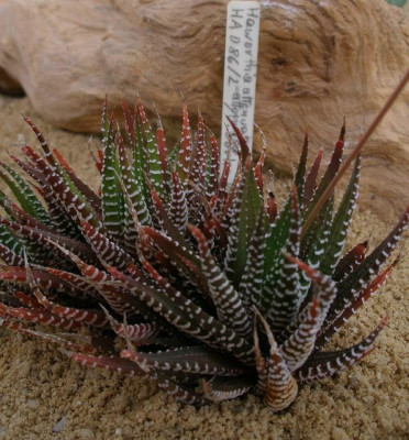 comp_HBV_2005-06-06_haworthia_attenuata.jpg