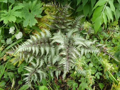 2020-05-02 Farne Athyrium nipponicum.jpg