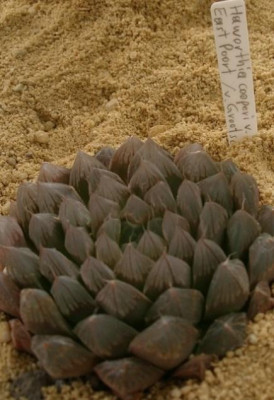 comp_HBV_2005-06-06_haworthia_cooperi_v....jpg