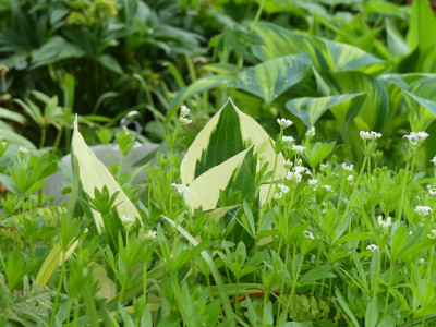 2020-05-02 Gartenimpressionen 1.jpg