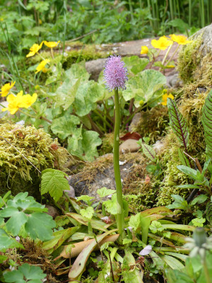 2020-05-02 Helonias bullata.jpg