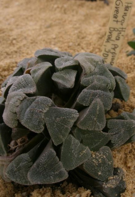 comp_HBV_2005-06-06_haworthia_pygmaea.jpg