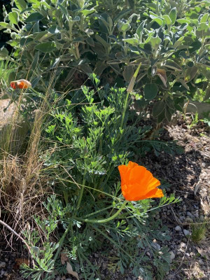 Kalif. Mohn_020520.jpg