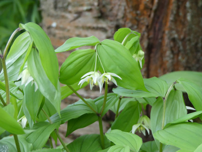 2020-05-02 Disporum smilacina 1.jpg